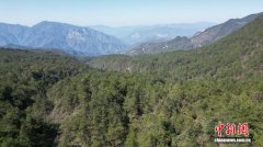 （乡村行·看振兴）浙江庆元山乡“组团”促振兴 茶叶飘香共富路